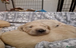 Golden Retriever dogs for sale: KC GoldenRetriver,READY DEC.20 - Image 5