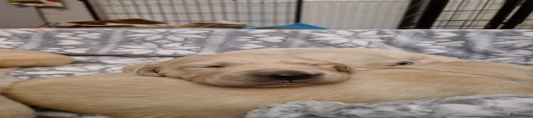 Golden Retriever Puppy 2