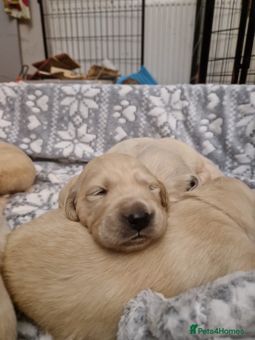 Golden Retriever dogs for sale: KC GoldenRetriver,READY DEC.20 - Image 5