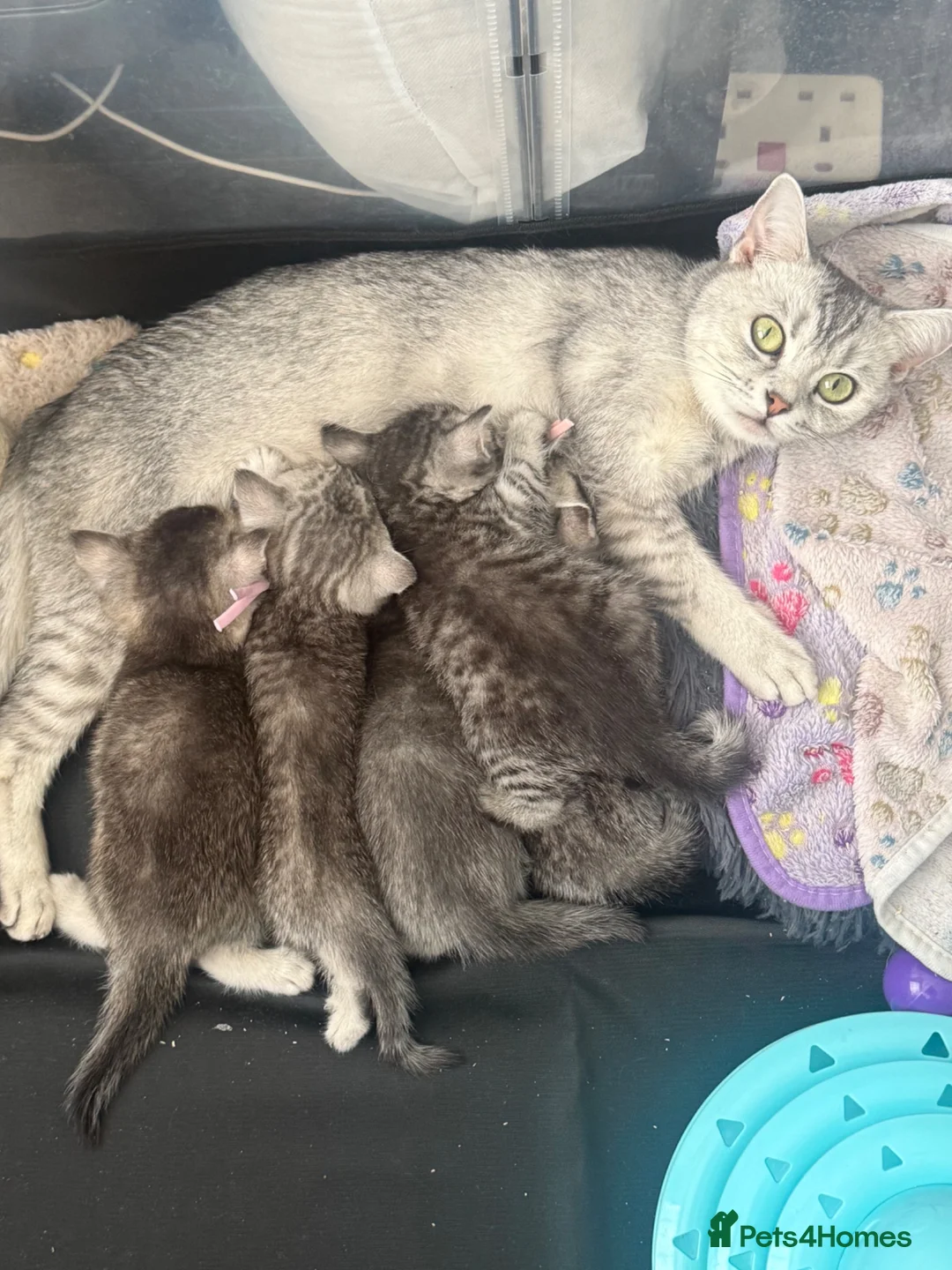 British Shorthair cats for sale: GCCF registered Kittens  - Advert 19