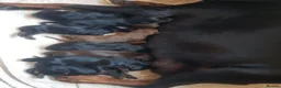 Dobermann dogs for sale: Adorable Doberman puppies  - Advert 2