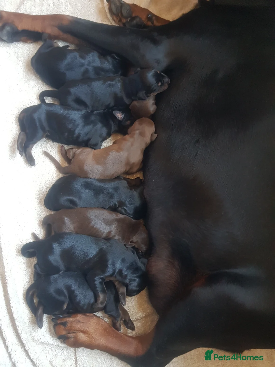 Dobermann dogs for sale: Adorable Doberman puppies  - Advert 2