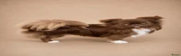Chihuahua dogs for stud: Chocolate Doll face chihuahua stud  - Advert 1