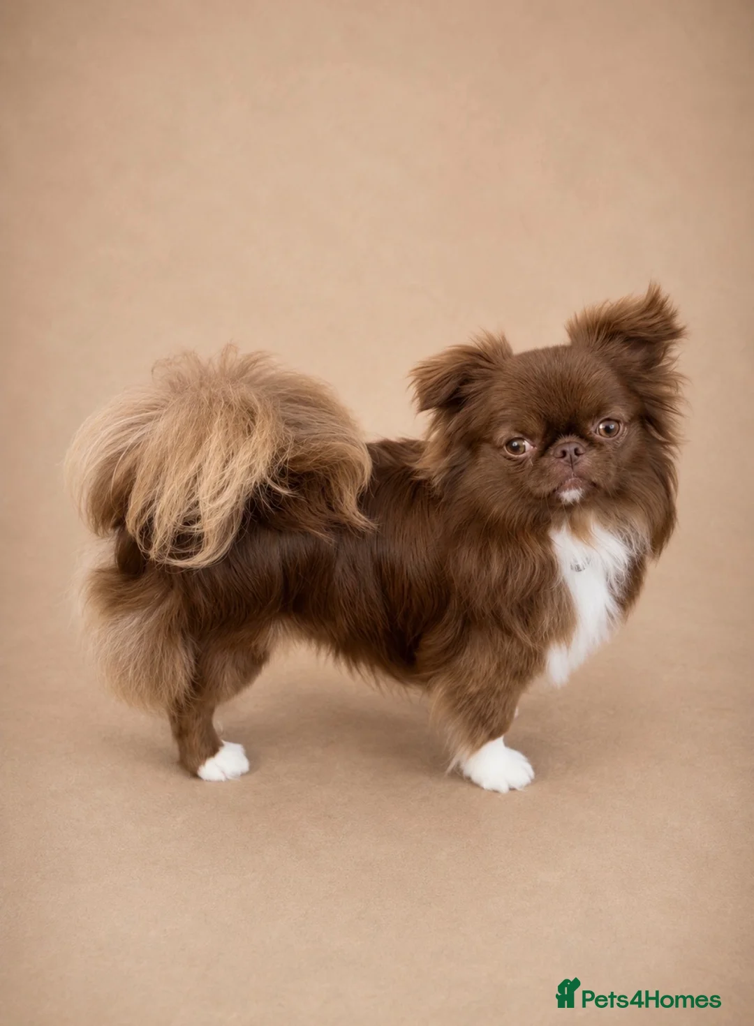 Chihuahua dogs for stud: Chocolate Doll face chihuahua stud  - Advert 1