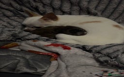 Chihuahua dogs for sale: Tigerbrindle Chihuahua for sale 17 weeks old  - Image 6