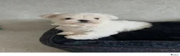 Maltese dogs for sale: KC Reg Korean Maltese Girl Puppy Ready now  - Advert 13