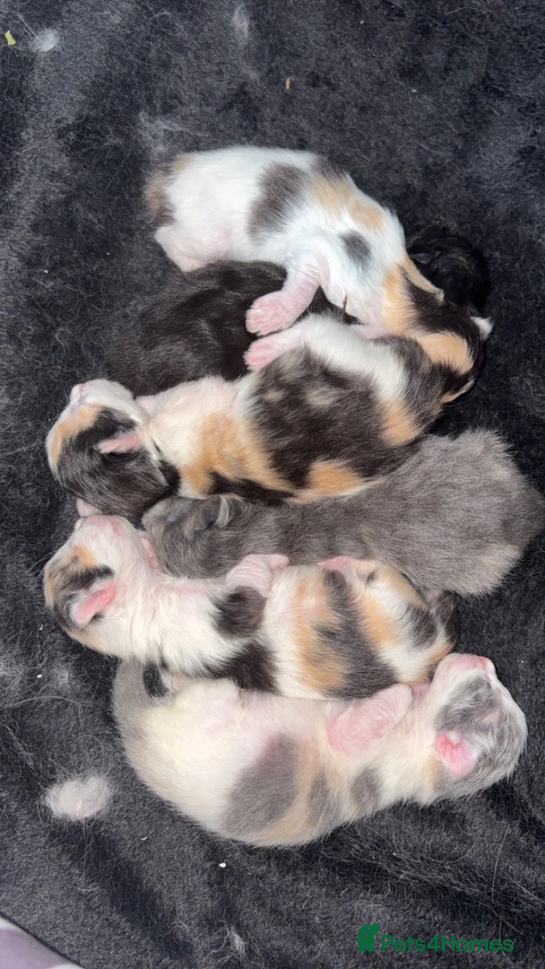 Ragdoll cats for sale: ragdoll kittens x Norwegian forest cat in Leigh - Advert 2