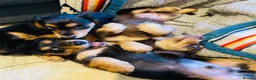 Miniature Dachshund dogs for sale: Black&Tan Puppies Looking for Their Forever Homes! - Advert 3