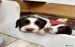 English Springer Spaniel dogs for sale: ENGLISH SPRINGER SPANIELS - Image 7