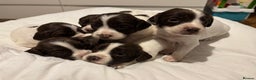 English Springer Spaniel dogs for sale: Liver and white springer spaniel puppies  - Advert 6