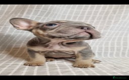 French Bulldog dogs for sale: Outstanding French Bulldog Puppies – KC - Image 6