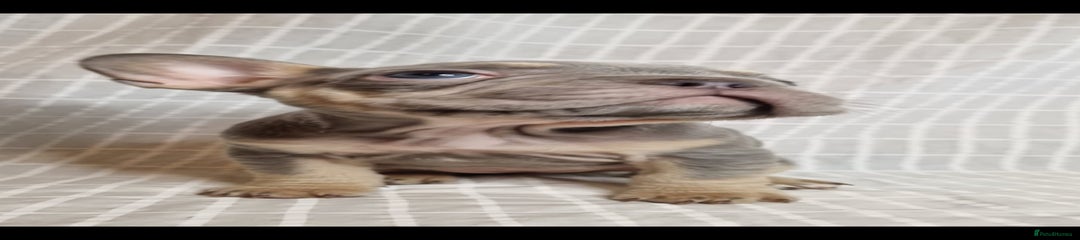 French Bulldog Puppy 2