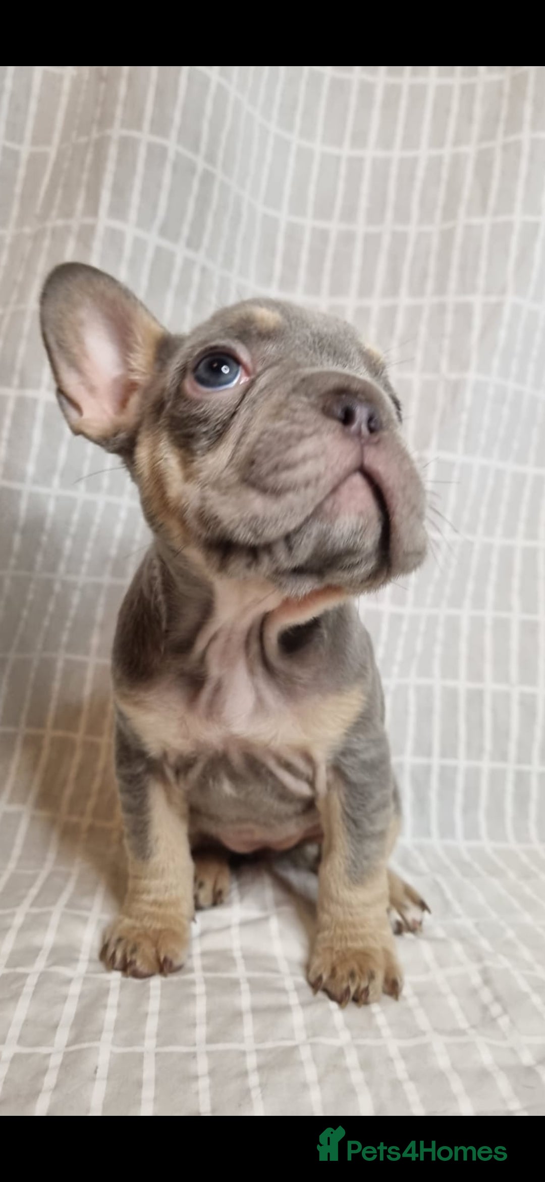 French Bulldog dogs for sale: Outstanding French Bulldog Puppies – KC - Image 6