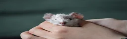 Guinea Pig rodents for sale: 2 female guinea pigs  - Advert 5