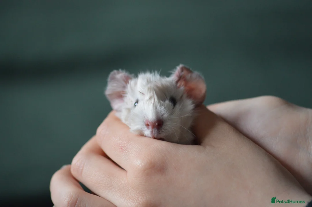 Guinea Pig rodents for sale: 2 female guinea pigs  - Advert 5