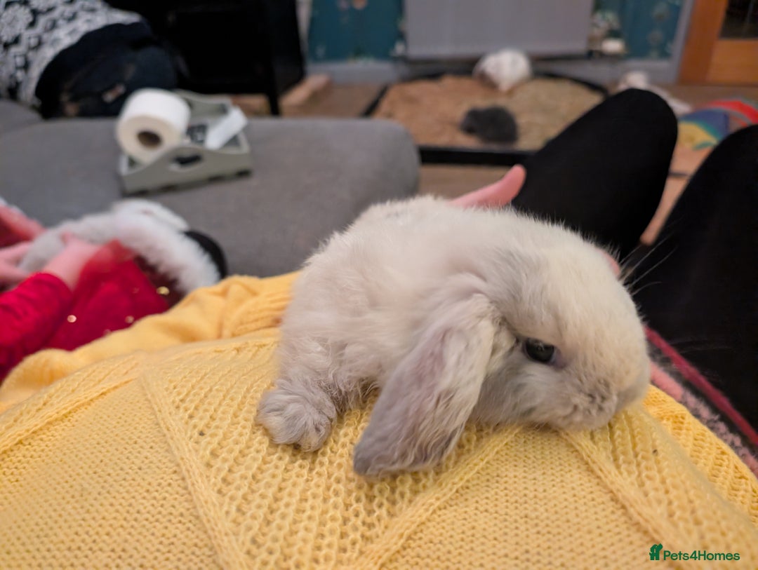 Mini Lop rabbits for sale: Mini Lops £70  - Advert 7