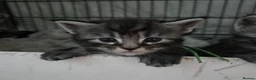 Maine Coon cats for sale: 6 TICA registered Maine Coon kittens. - Advert 28