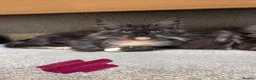 Maine Coon cats for sale: 10kittens 🐱 Ready to leave now  - Advert 9
