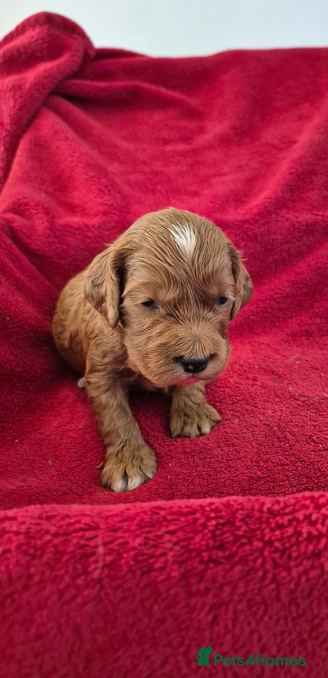 Cockapoo dogs for sale: F1 Cockapoo puppys - Advert 6