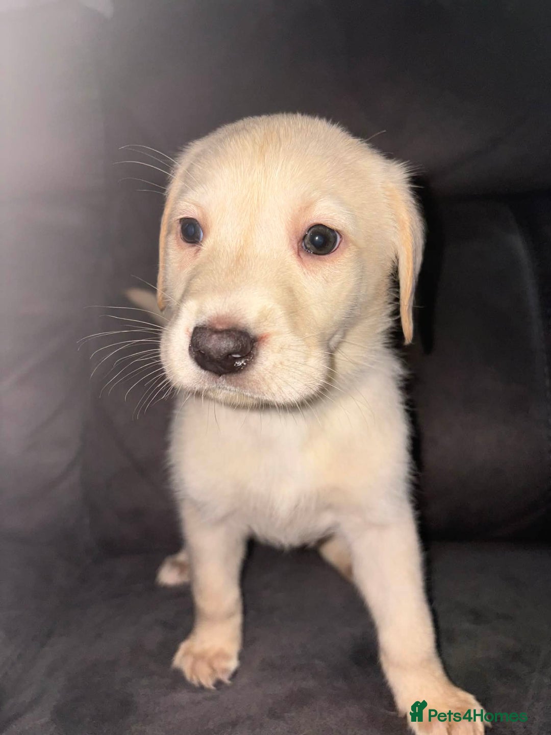 Labrador Retriever dogs for sale: Labrador last boy - Advert 4