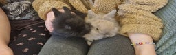 Lionhead rabbits for sale: Lionhead bunnies - Advert 1