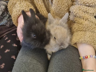 Lionhead rabbits Lionhead bunnies - Advert 1