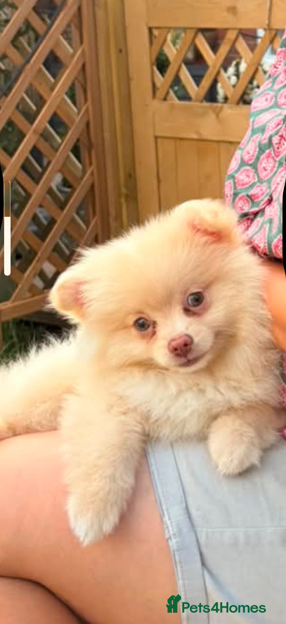 Pomeranian dogs Blue eyed Pomeranian pups  - Advert 2