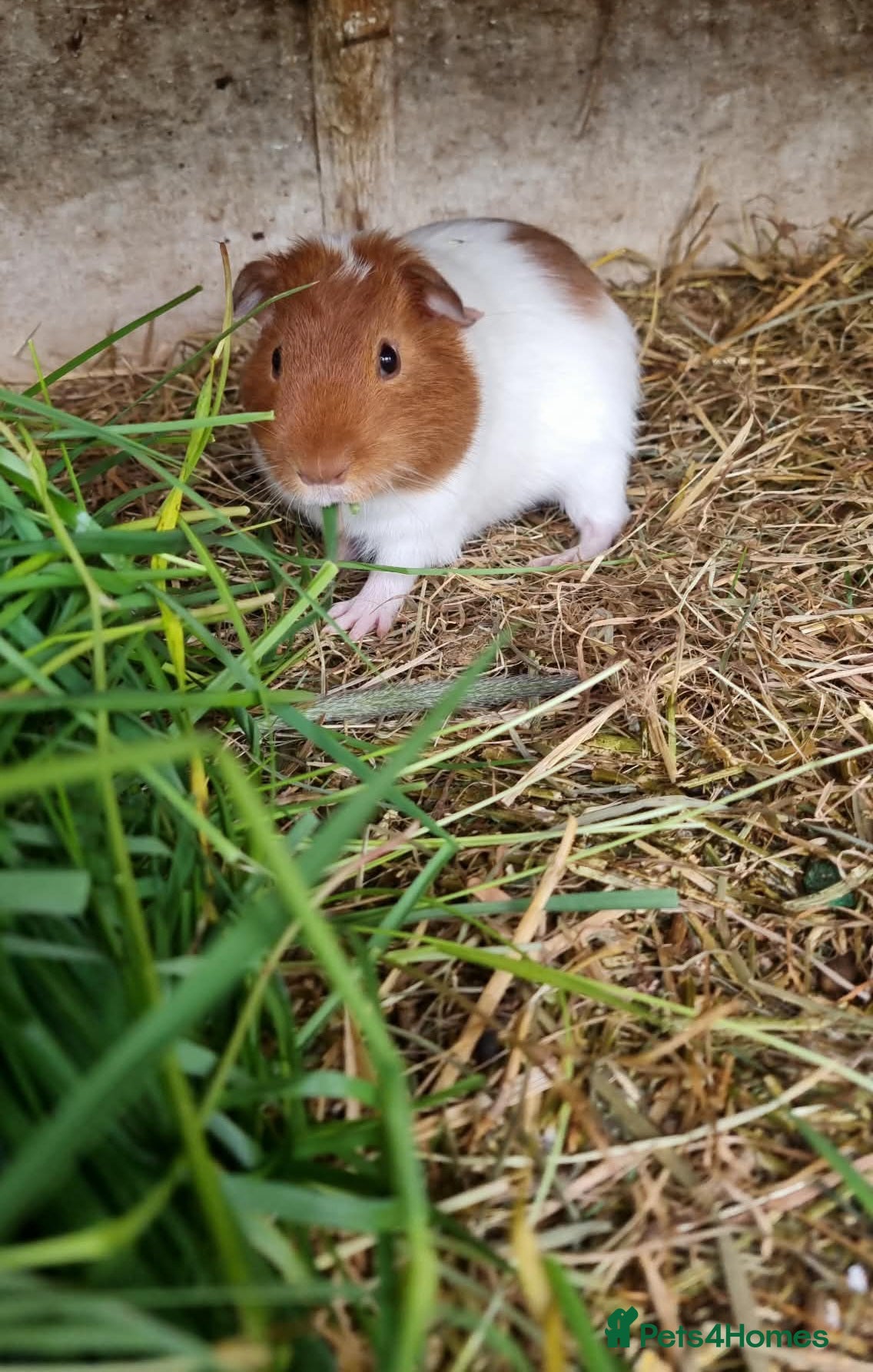 Guinea Pig rodents 1x 12 week old Male guineapig  - Advert 20