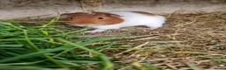 Guinea Pig rodents for sale: 1x 12 week old Male guineapig  - Advert 1