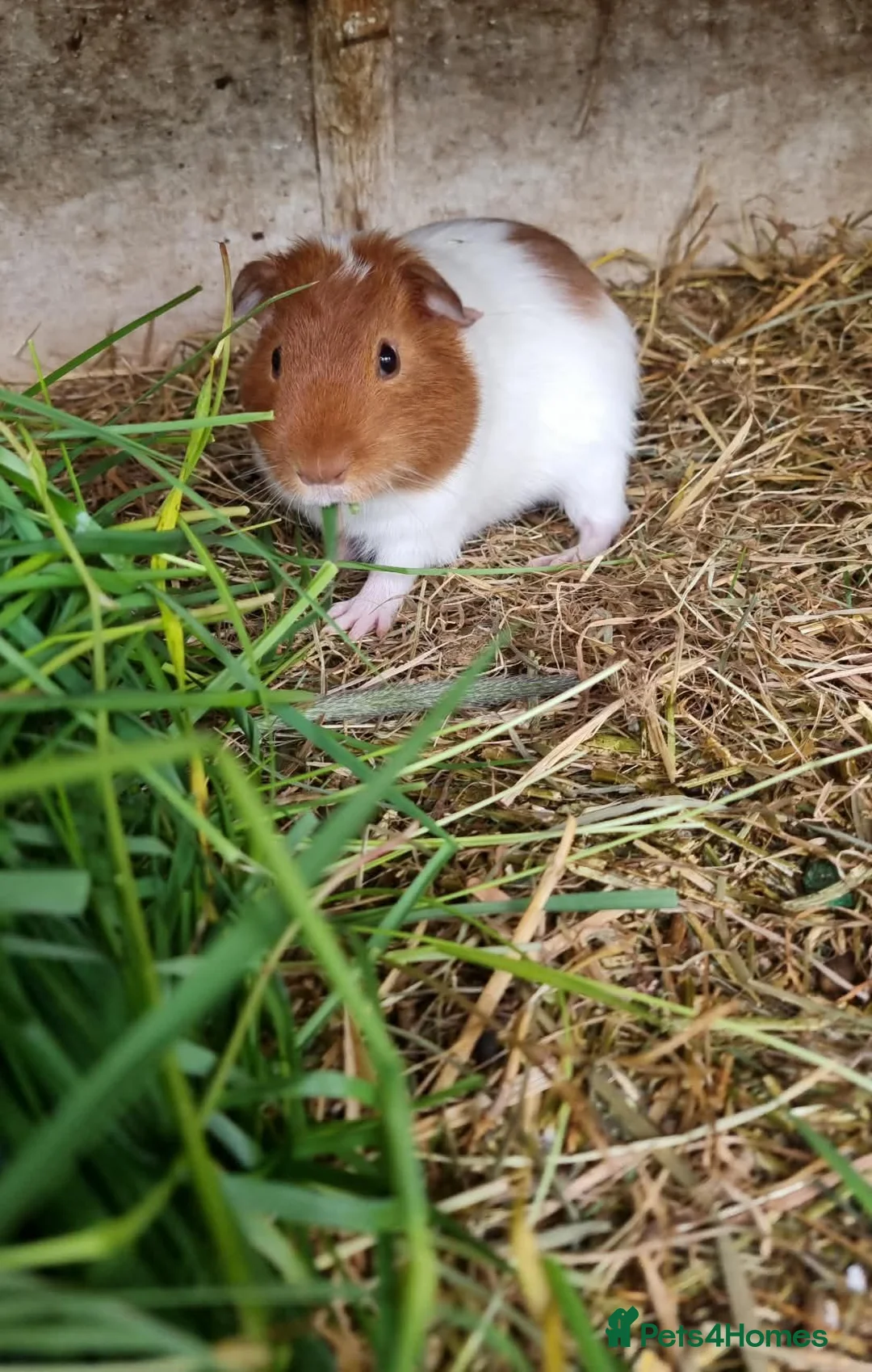 Guinea Pig rodents for sale: 1x 12 week old Male guineapig  - Advert 1