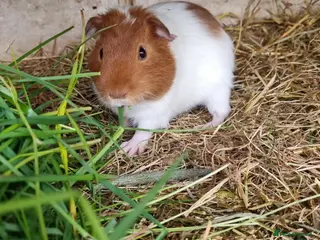 Guinea Pig rodents 1x 12 week old Male guineapig - Advert 16