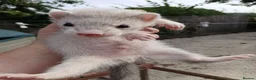 Ferret rodents for sale: Micro x semi angora  - Advert 20