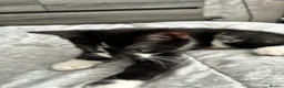 British Shorthair cats for sale: The Tuxedo Esquire, Sisters - Advert 30