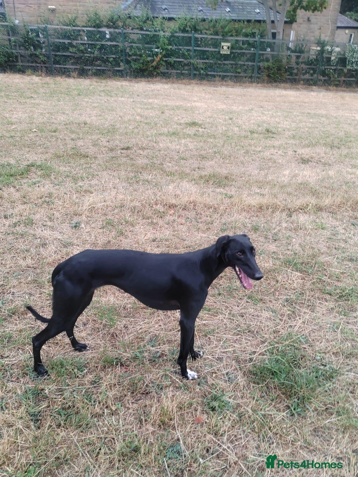 Lurcher dogs Saluki greyhound - Advert 1