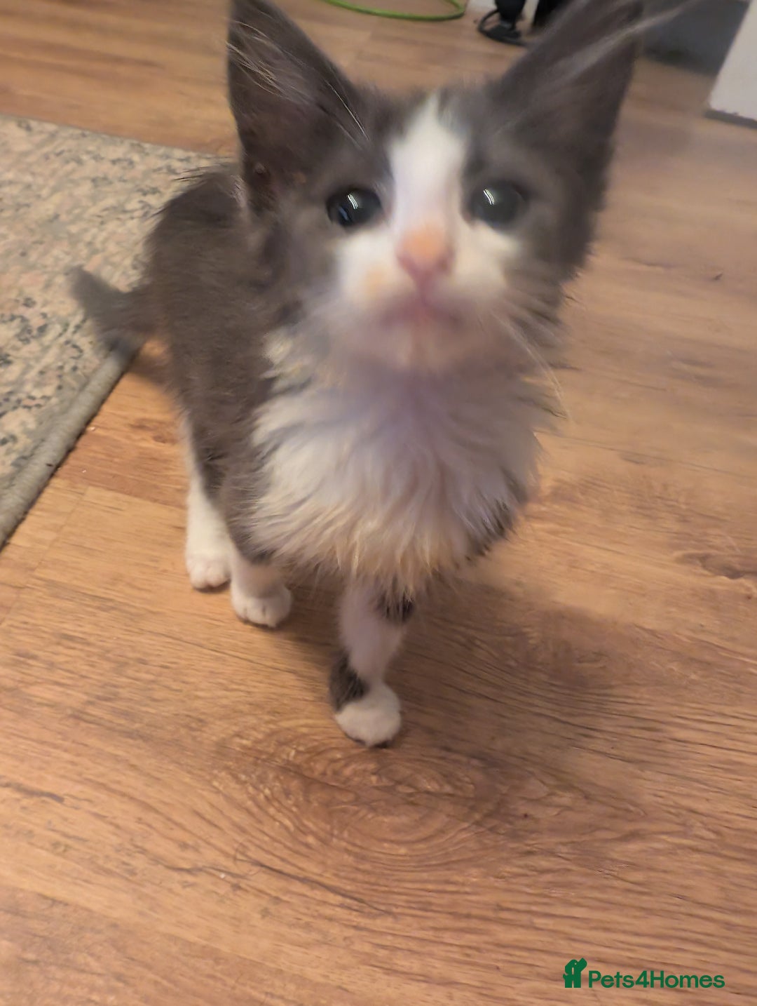 Mixed Breed cats for sale: Cross mainecoon kittens  - Image 6