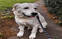 Golden Retriever dogs for sale: Trained Golden Retriever boy  - Image 3