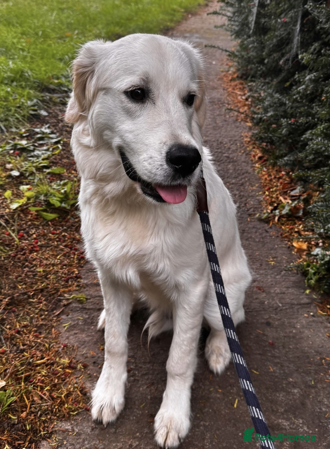 Golden Retriever dogs for sale: Trained Golden Retriever boy  - Image 3