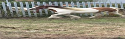 Irish Cob horses for sale: Beautiful cherry  - Advert 13