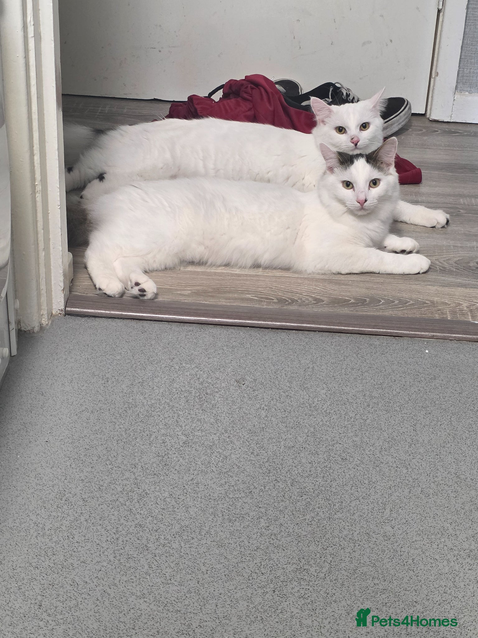 Mixed Breed cats Two brothers needing a forever home - Advert 1