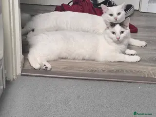 Mixed Breed cats Two brothers needing a forever home - Advert 1