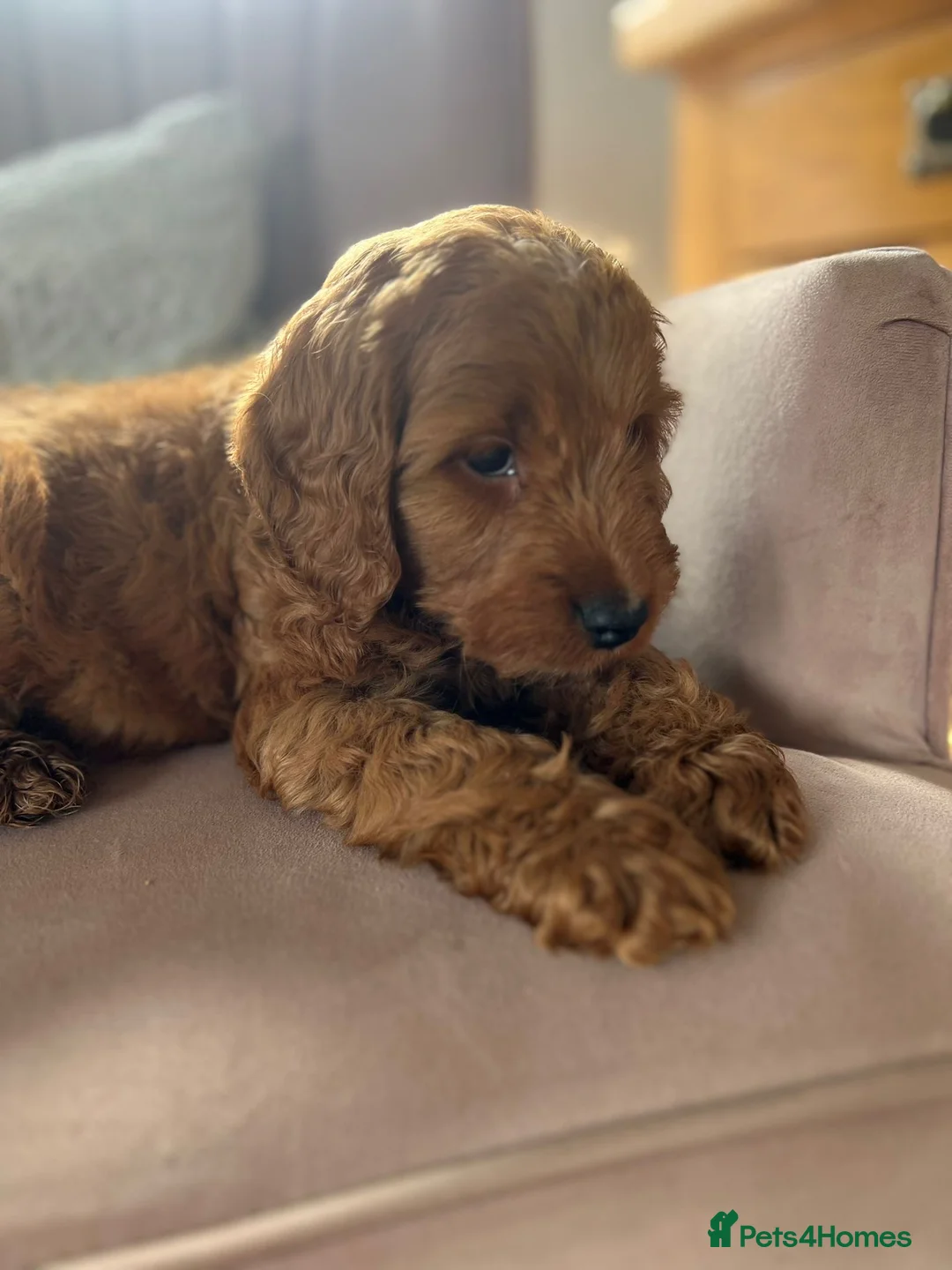Cavapoo dogs for sale: Stunning red cavapoo puppies  - Advert 8