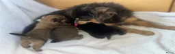 Pomeranian dogs for sale: Beautiful  Pomeranian baby’s  - Advert 12