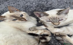 Bengal cats for sale: Snow Bengal lynx - Image 8