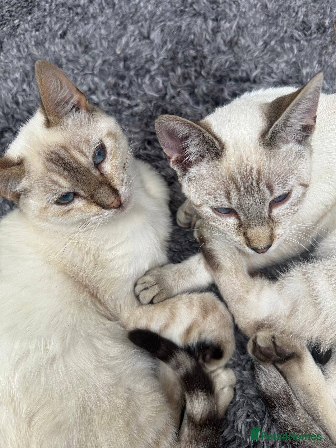 Bengal cats for sale: Snow Bengal lynx - Image 8