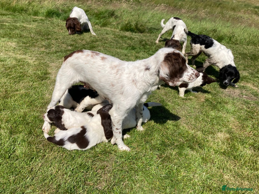 English Springer Spaniel dogs for sale: English Springer Spaniel Pups  - Image 27