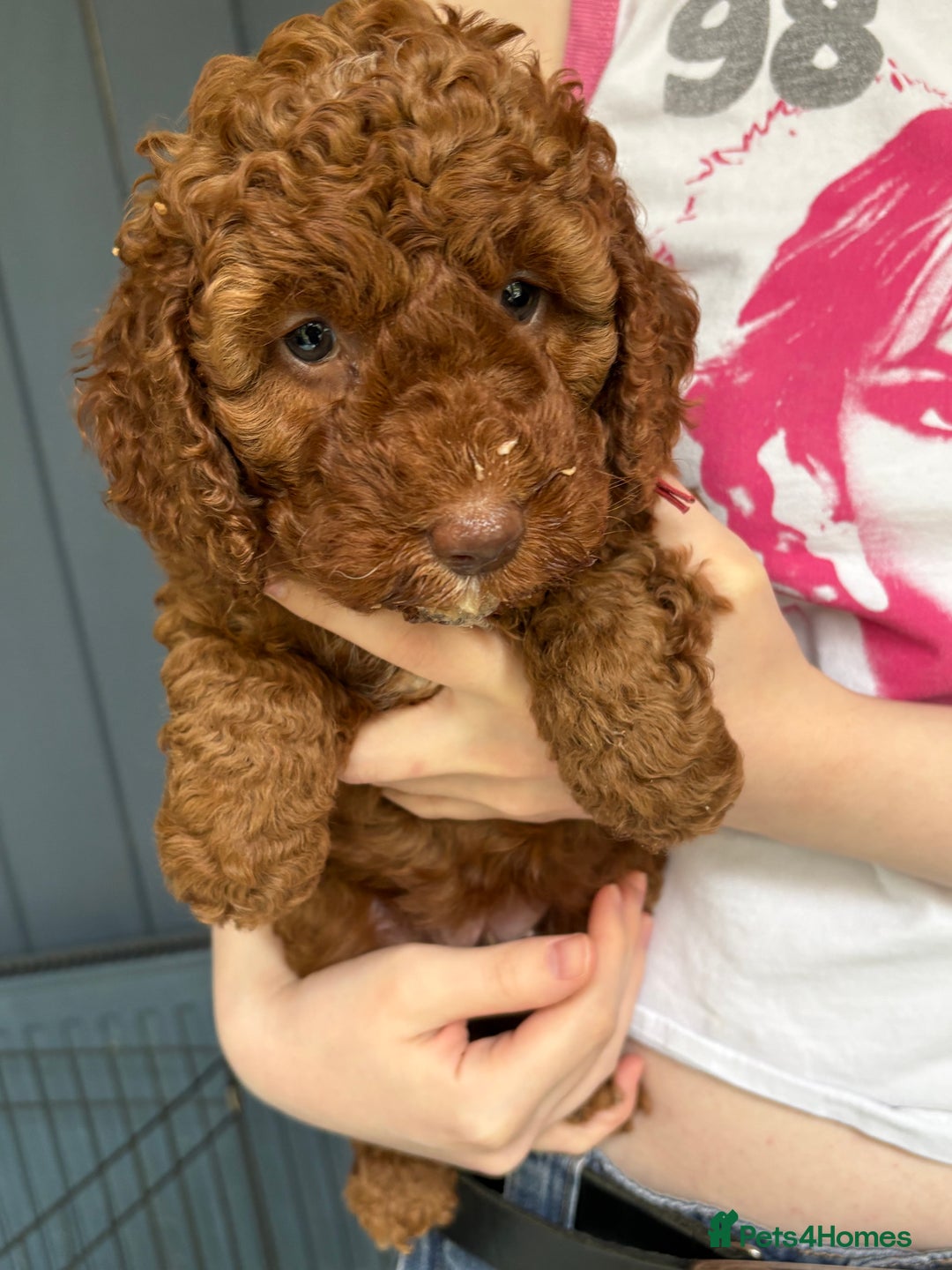 Cockapoo dogs for sale: Red, Chocolate and Merle Cockapoo Puppies - Image 10