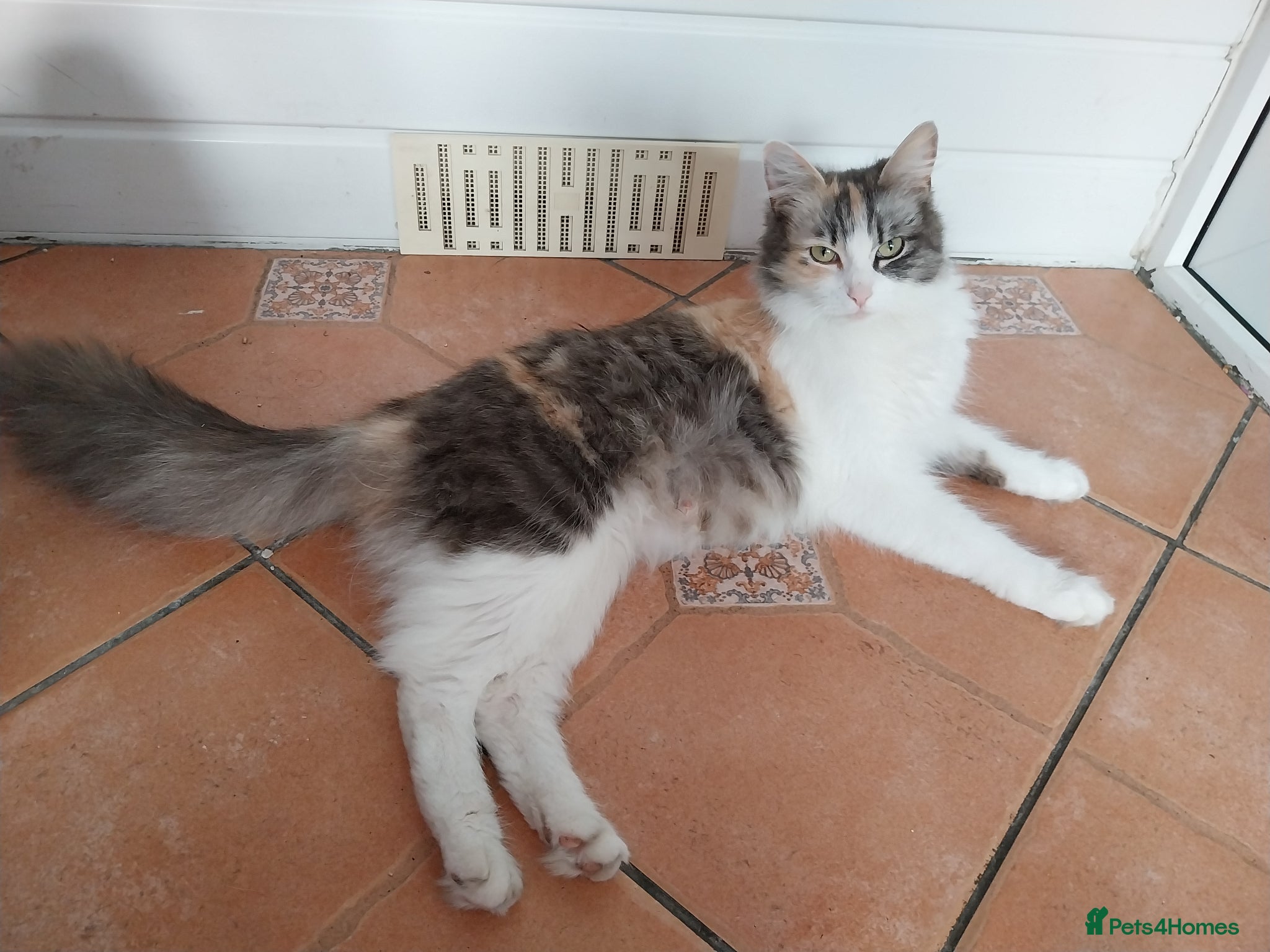 Mixed Breed cats for sale: Beautiful kittens looking for home  in Derby - Advert 2