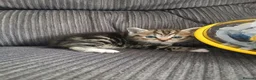 Maine Coon cats for sale: Beautiful cross kittens  - Advert 14