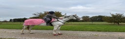 Other Breed horses for sale: Flashy mare - Advert 3