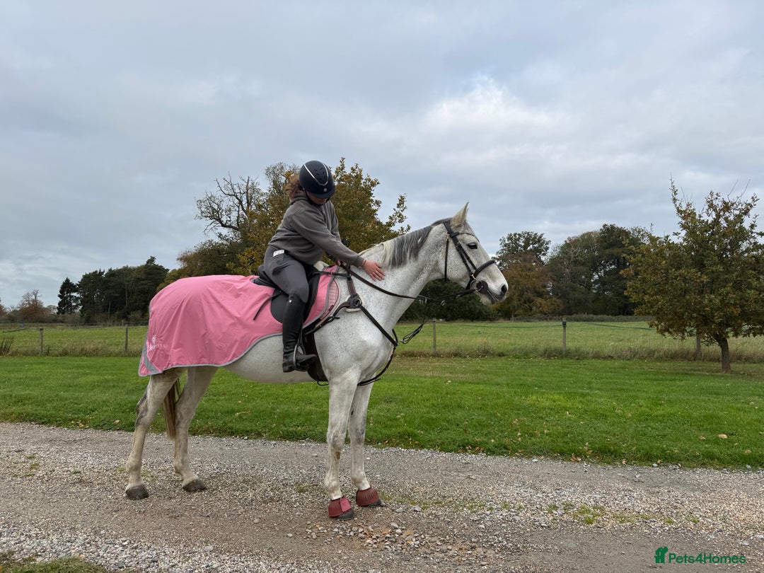 Other Breed horses for sale: Flashy mare - Advert 3
